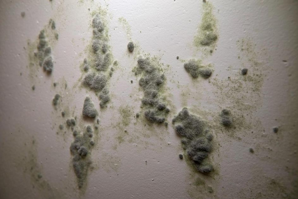 How to Kill Mold on Drywall Safely and Effectively